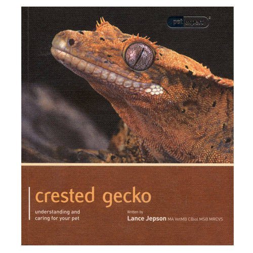 Crested gecko pet - -, expert