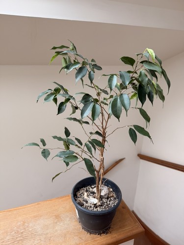 Weeping fig tree - ,