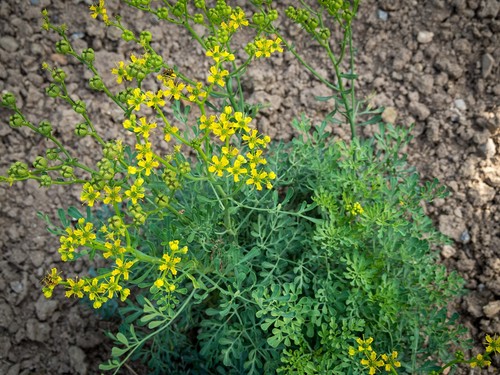 Rue plants 9cm pot - x,