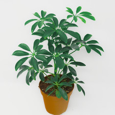 Schefflera arboricola dwarf - arboricola, (dwarf