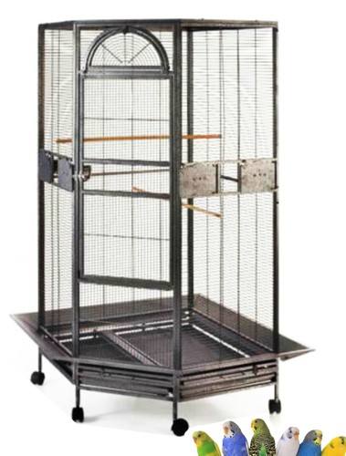 Large parrot escape - parrot,