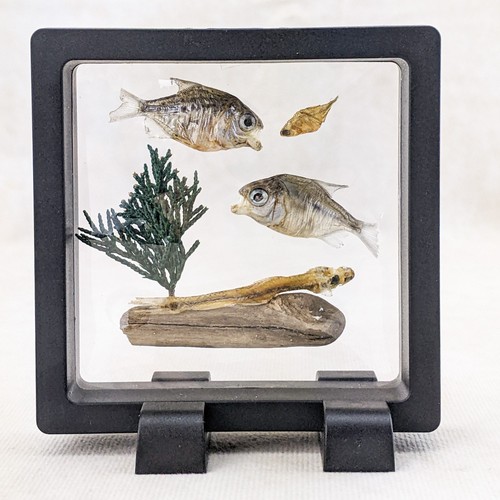 Two baby piranha fish - piranha,