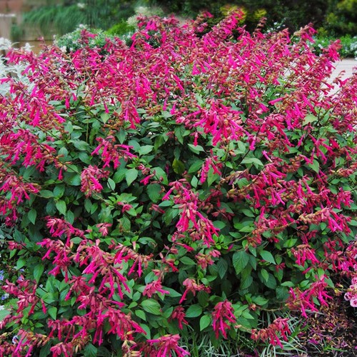 Salvia wendy wish hardy - salvia,