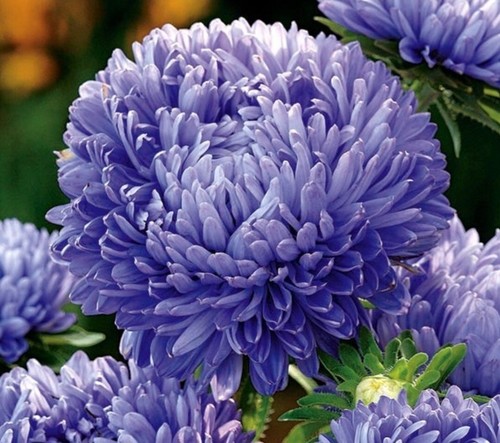 Premium callistephus chinensis - callistephus,