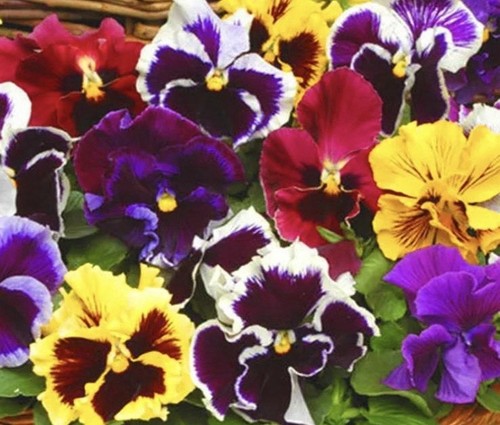 100 pansy frill - x, f1