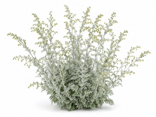 Wormwood seeds artemisia - seeds,