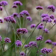 Verbena bonariensis plant - verbena, 9cm