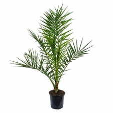 Delicious Date Palm Tree /