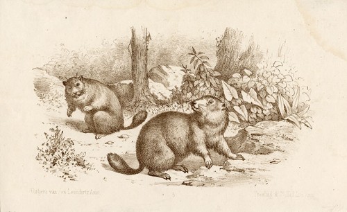 Antique print marmot - antique, print-marmot-ground