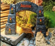 Reptile and Bearded Dragon