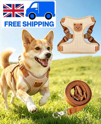 Dog harness and leash - leash, set