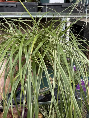 Japanese sage grass plant - japanese,