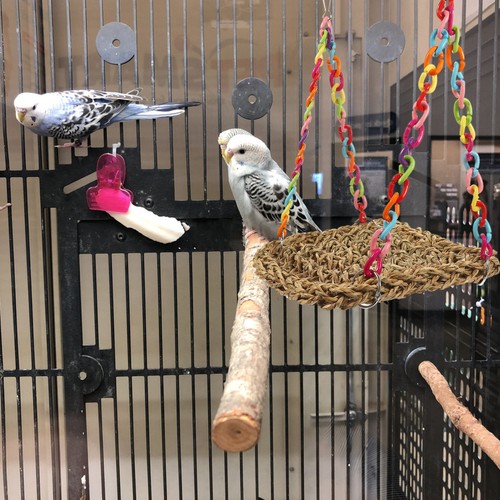 Bird rope bridge toy parrot - bird,