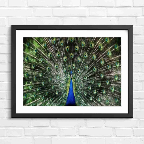 Peacock feather display - feather,