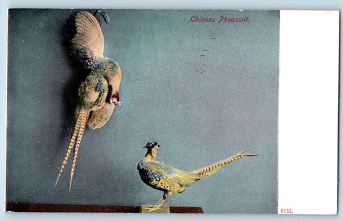 Chinese pheasant postcard - chinese,