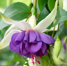 6 Giant Trailing Fuchsia Blue Angel Hanging  Basket Patio Plug Plants