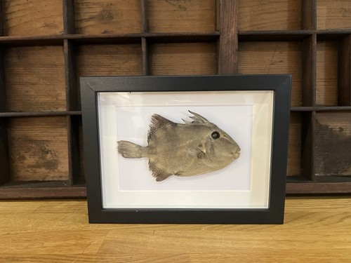 Framed preserved trigger fish - framed,