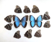 Morpho helenor butterfly