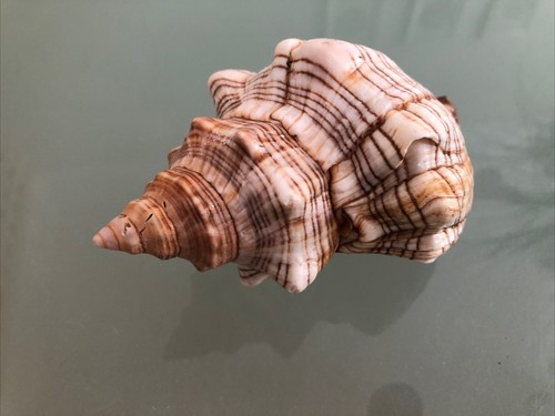 Fox head snail sea - fox,