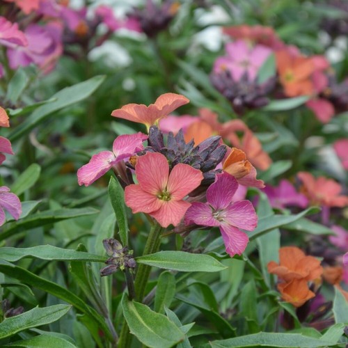 Erysimum constant - (wallflower),