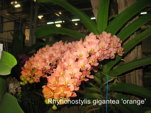 Rare rhynchostylis gigantea - rare,
