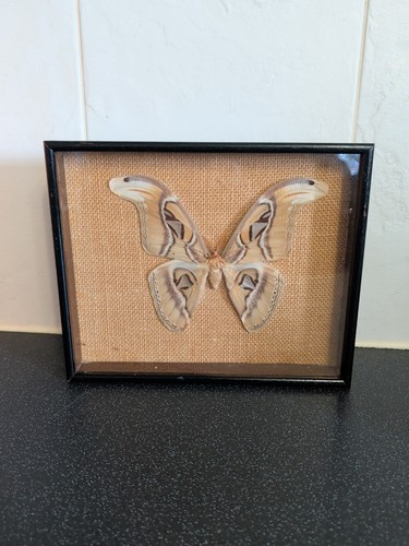 Vintage butterfly moth attacus - butterfly,