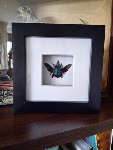 Blue carpenter bee - blue, female