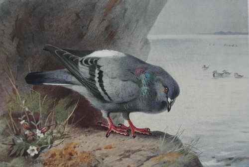 Archibald thorburn rock - -,