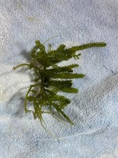 Caulerpa Racemosa Cylindracea