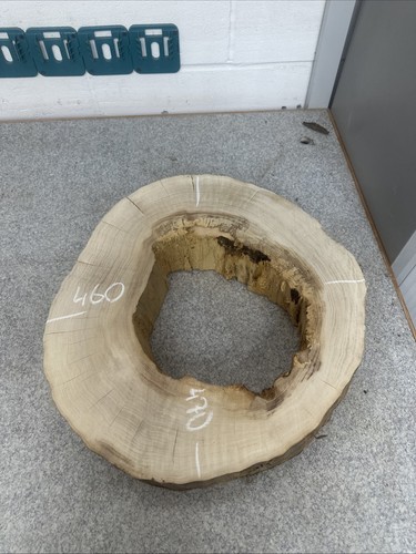Elm tree slice wood round - tree, live