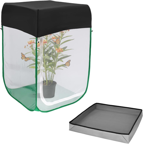 Butterfly insect habitat - butterfly, &