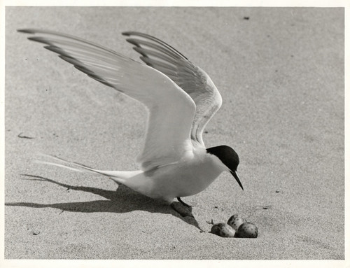 The arctic tern - the, (sterna