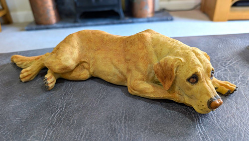 Resting golden labrador - resting,