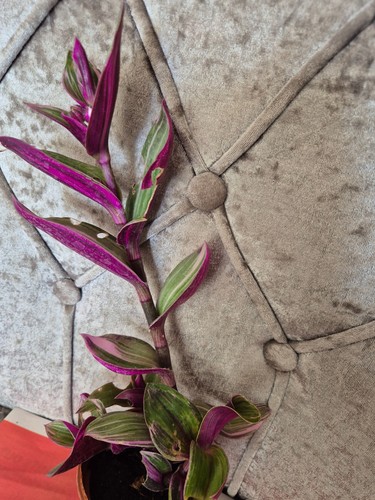 Tradescantia nanouk plant in - tradescantia, 'nanouk