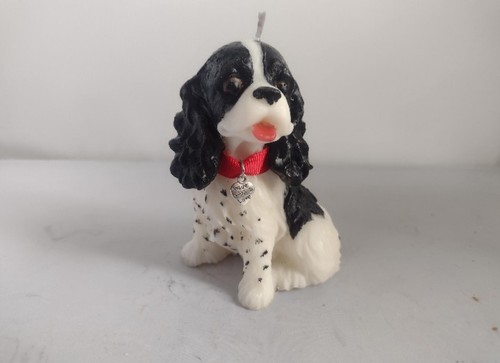 Black and white springer - and,