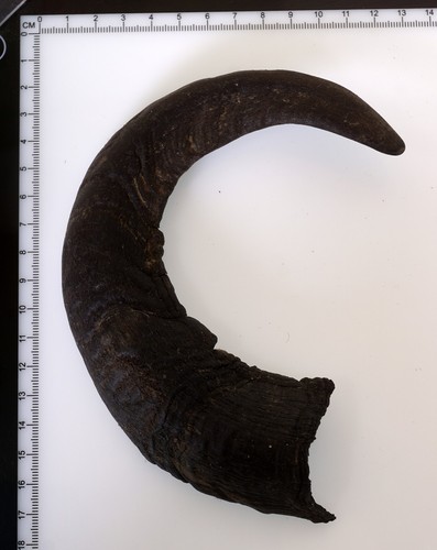 Beautiful goat horn - beautiful,