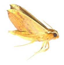 LEPIDOPTERA, SPHINGIDAE