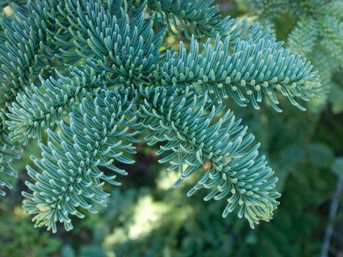Noble fir tree - fir,
