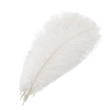 10 PCS 35-40cm White Ostrich