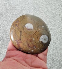 Fossil Goniatite Devonian Period 400 million years old