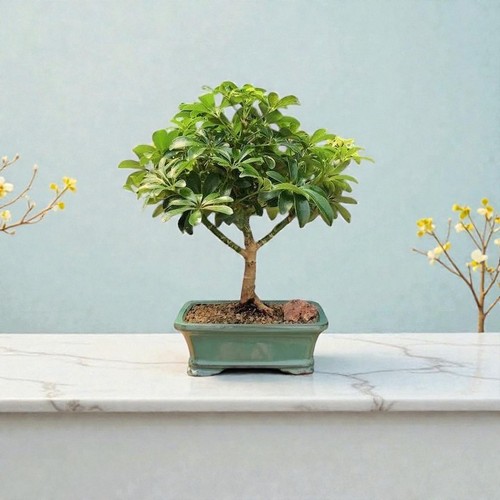 Hawaiian umbrella bonsai - hawaiian,