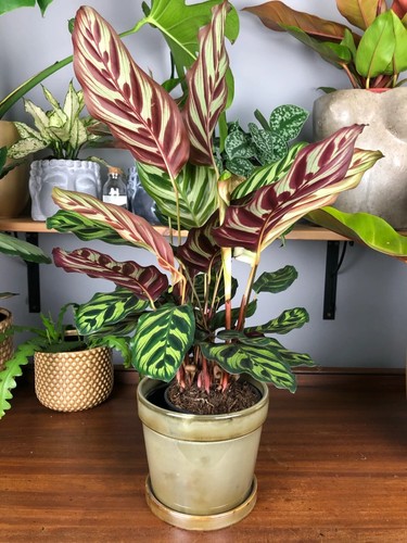 Calathea makoyana indoor - calathea,