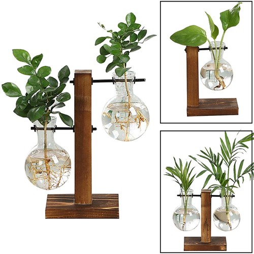 Terrarium hydroponic plant - hydroponic,