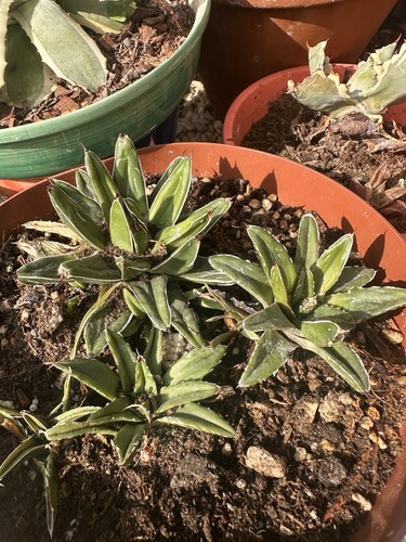 Agave victoria variegated - victoria,