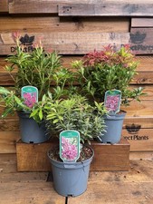 3 Extra Large Mixed Pieris