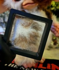 Movie Prop Display Gremlins 2