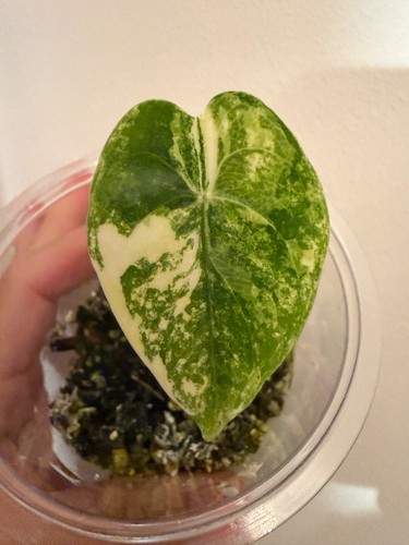Alocasia pink dragon aurea - pink,