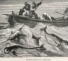 Narwhal Hunt Greenland Boat