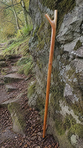 English sweet chestnut walking - sweet,