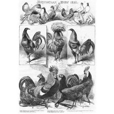 Spanish Fowl, Owl Pigeon, Cockerels, Dorking Fowl, Gamecock - Antique Print 1858